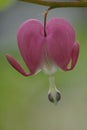 Bleeding Heart (Lamprocapnos spectabilis) flower Royalty Free Stock Photo